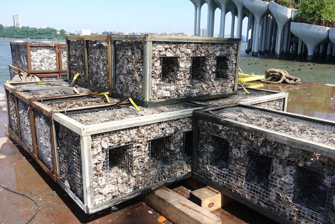 A photo of the Billion Oyster Project installing thousands of baby oysters off the Manhattan coast